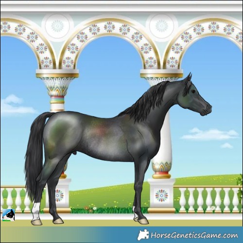 Horse Color:Black Mushroom Rabicano 