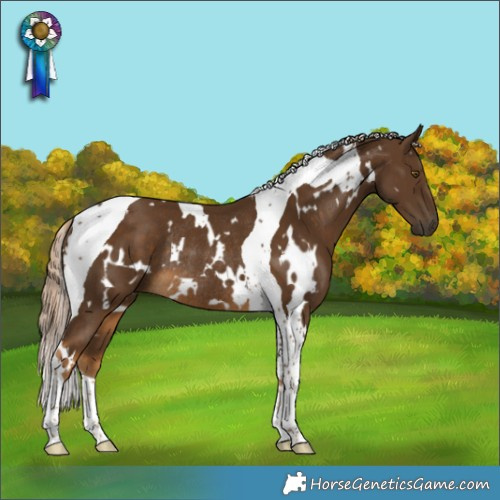 Horse Color:White Spotted Chocolate Palomino Tobiano Rabicano 
