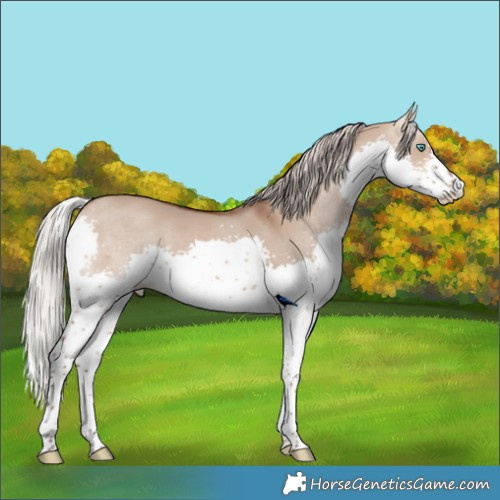 Horse Color:Silver Brown Dun Sabino Splash 