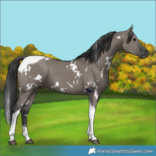 Horse Color:White Spotted Grullo Tobiano 