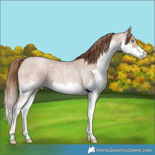 Horse Color:Brown Roan Pearl Splash 
