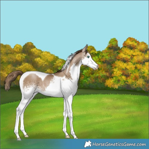 Horse Color:Gray White Spotted Smoky Black Pearl Splash Tobiano 