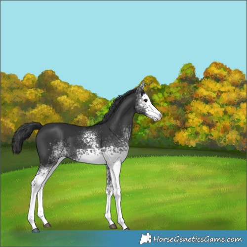 Horse Color:White Spotted Black 