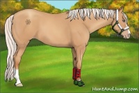 Horse Color:Silver Amber Champagne Sabino
