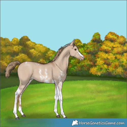 Horse Color:Red Dun Sabino Tobiano Varnish