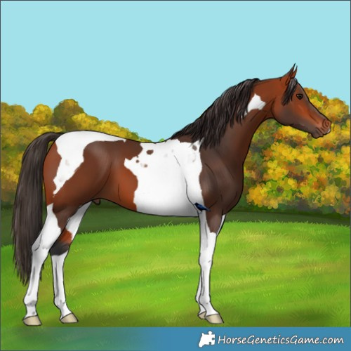 Horse Color:Bay Tobiano
