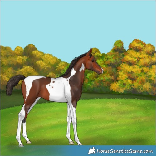 Horse Color:Bay Tobiano