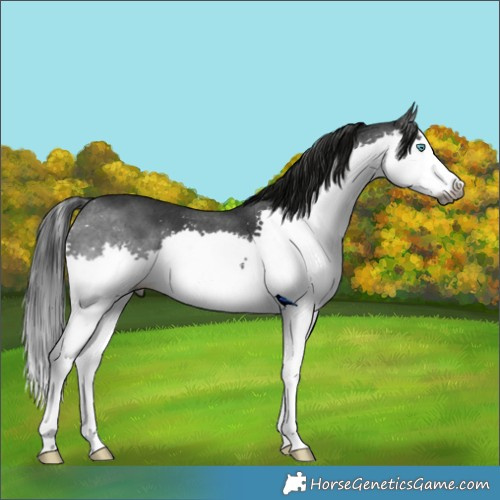 Horse Color:Gray Brown Sabino Splash