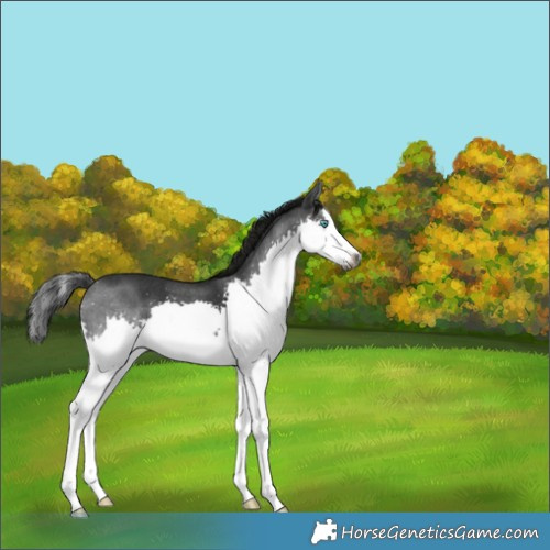 Horse Color:Gray Brown Sabino Splash