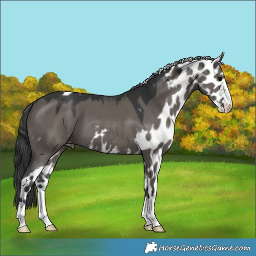 Horse Color:Grullo Skewed LP Spotted 