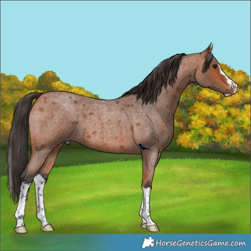 Horse Color:Bay Roan Splash