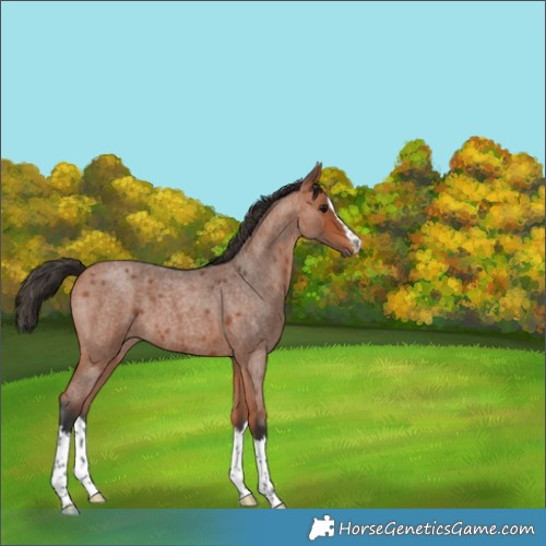 Horse Color:Bay Roan Splash
