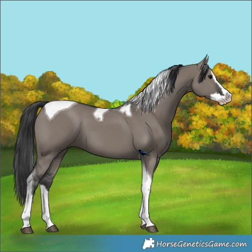 Horse Color:Grullo Splash Tobiano 