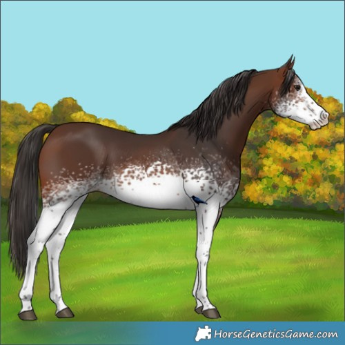 Horse Color:White Spotted Brown Splash 