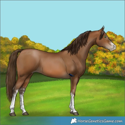 Horse Color:Gray White Spotted Bay Pearl Tobiano 
