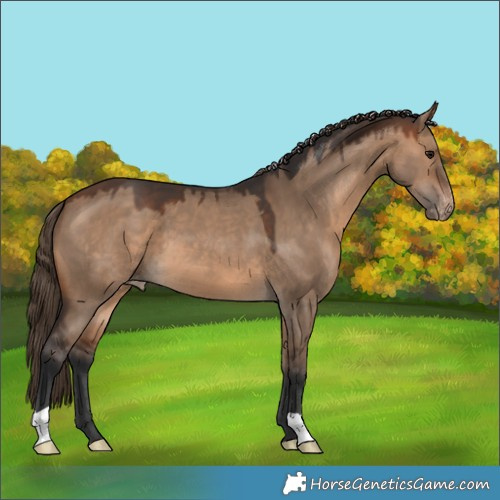 Horse Color:Brown Dun Skewed LP Spotted 