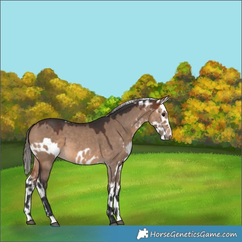 Horse Color:Brown Dun Skewed LP Spotted 