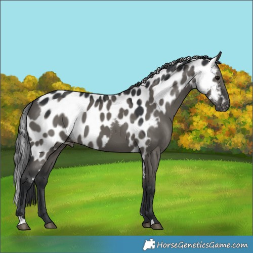 Horse Color:Grullo Skewed LP Spotted 