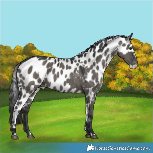 Horse Color:Grullo Skewed LP Spotted