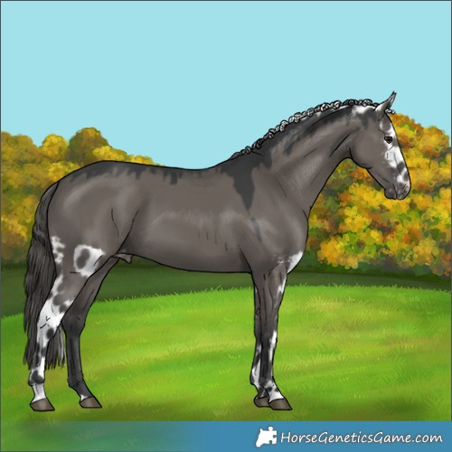Horse Color:Grullo Skewed LP Spotted 