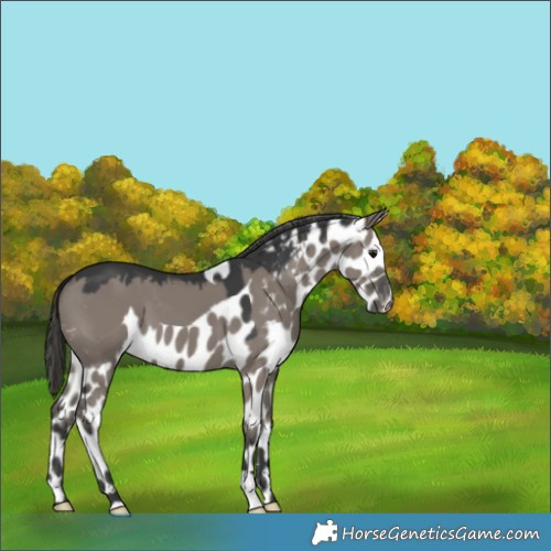 Horse Color:Grullo Skewed LP Spotted 