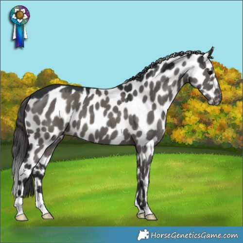 Horse Color:Grullo Skewed LP Spotted