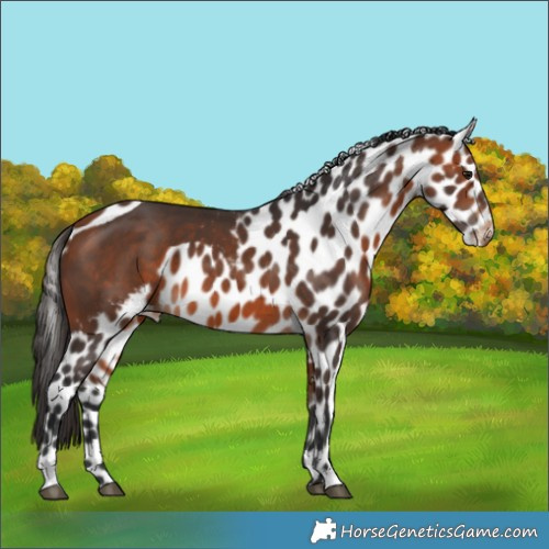 Horse Color:Bay Skewed LP Spotted 