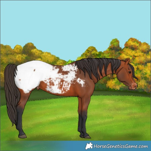 Horse Color:Bay Snowcap
