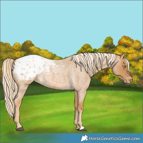Horse Color:Palomino Roan Blanket Rabicano 