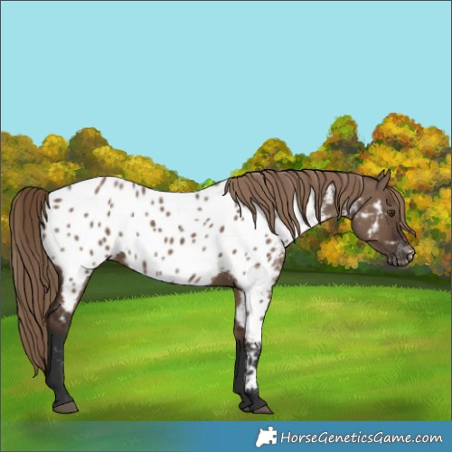 Horse Color:Liver Red Dun Near Leopard Rabicano 