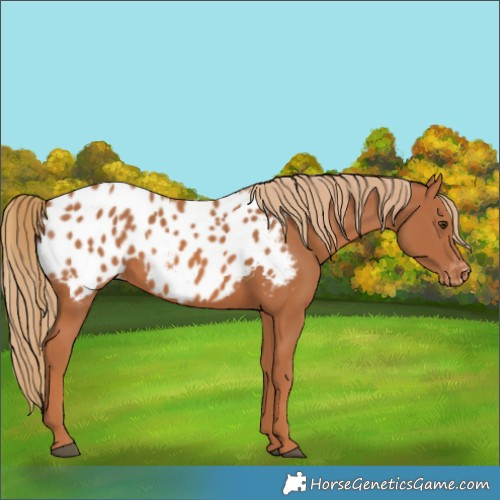Horse Color:Chestnut Blanket 
