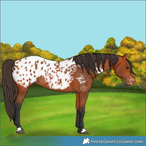 Horse Color:Bay Blanket Rabicano 