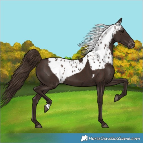 Horse Color:Liver Chestnut Skewed LP Spotted