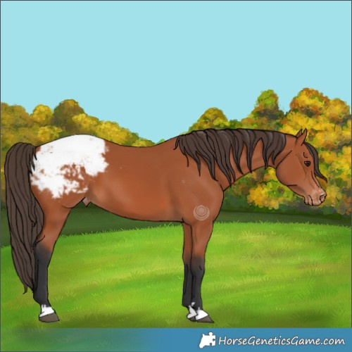 Horse Color:Bay Snowcap 