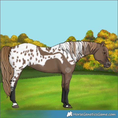 Horse Color:Liver Red Dun Skewed LP Spotted Rabicano 