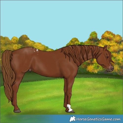 Horse Color:Gray Chestnut Skewed LP Spotted