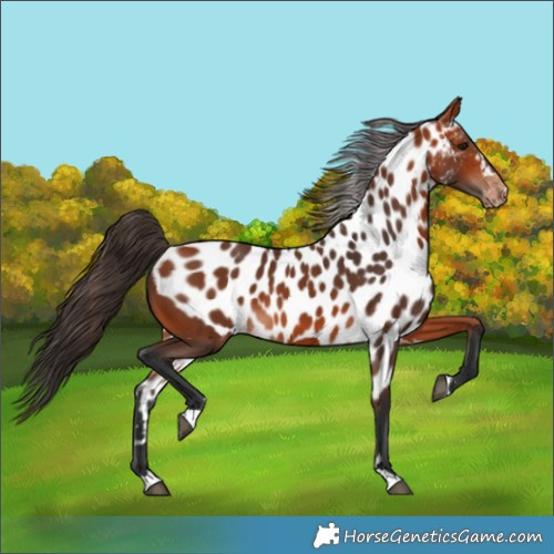 Horse Color:Bay Skewed LP Spotted