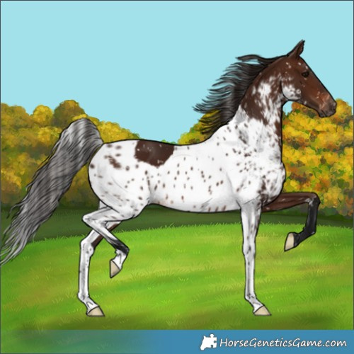 Horse Color:Gray Bay Skewed LP Spotted 