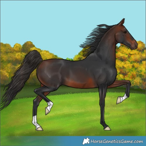Horse Color:Bay 