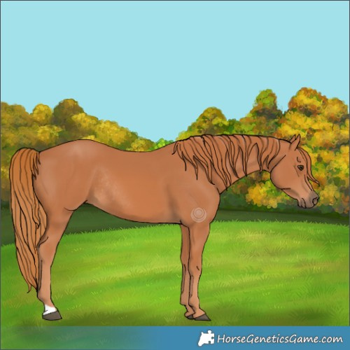 Horse Color:Chestnut Rabicano 