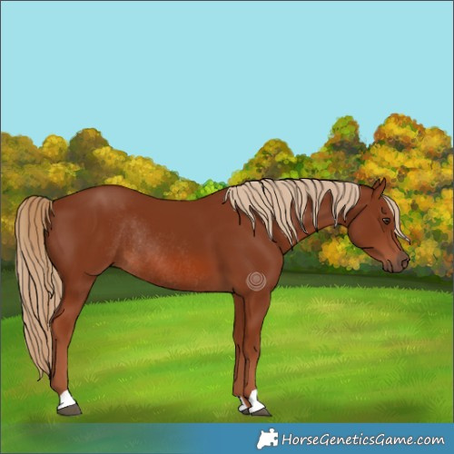 Horse Color:Chestnut Rabicano