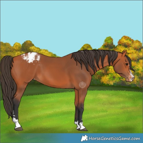Horse Color:Bay Varnish 