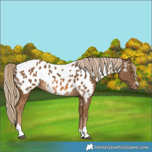 Horse Color:Chocolate Palomino Near Leopard Rabicano