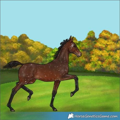Horse Color:Gray Bay Snowflake Varnish