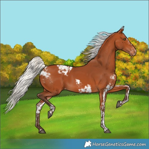 Horse Color:Silver Bay Skewed LP Spotted Rabicano 