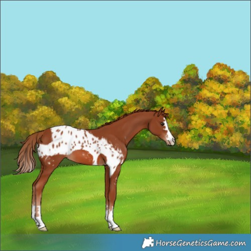 Horse Color:Chestnut Skewed LP Spotted 