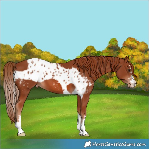 Horse Color:Chestnut Skewed LP Spotted 