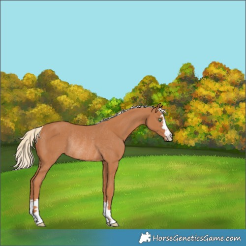 Horse Color:Chestnut Skewed LP Spotted Rabicano 