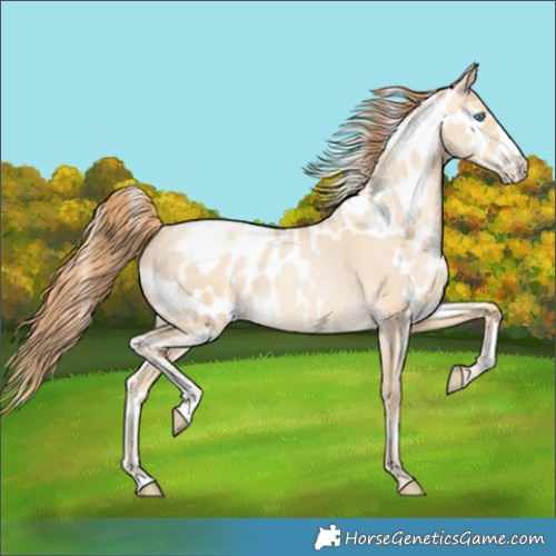 Horse Color:Buckskin Pearl Dun Skewed LP Spotted
