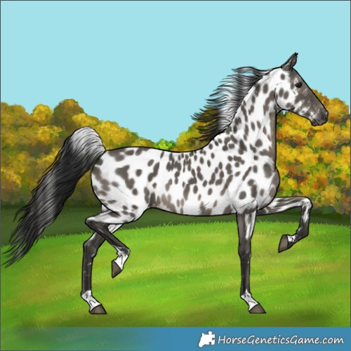 Horse Color:Gray Grullo Skewed LP Spotted 